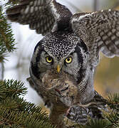 Northern Hawk-Owl