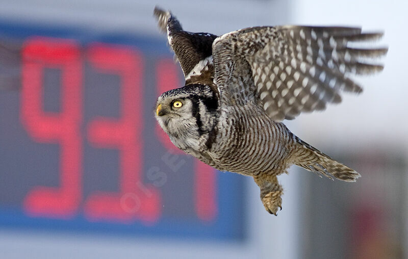 Northern Hawk-Owl, identification, Flight, Behaviour