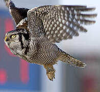 Northern Hawk-Owl