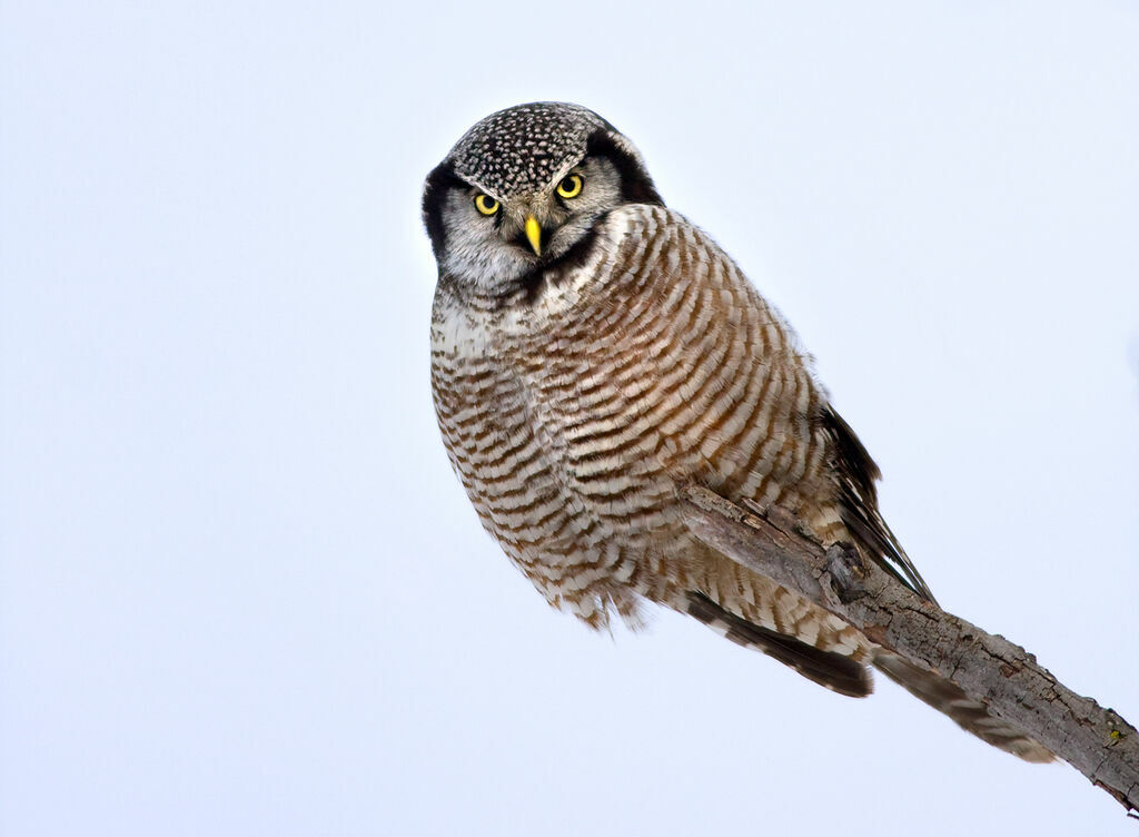 Northern Hawk-Owladult, identification