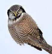 Northern Hawk-Owl