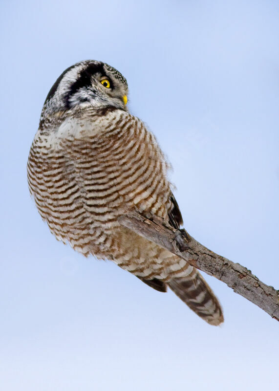 Northern Hawk-Owl, identification