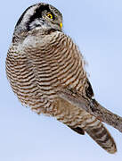 Northern Hawk-Owl