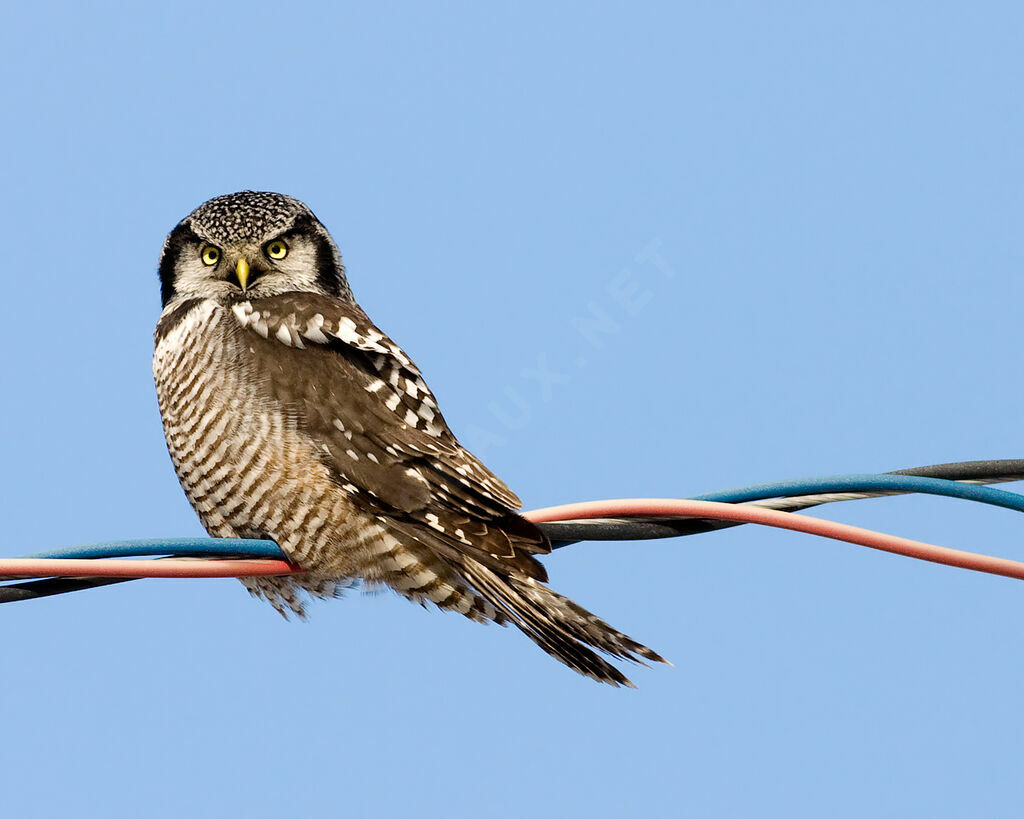 Northern Hawk-Owladult, identification