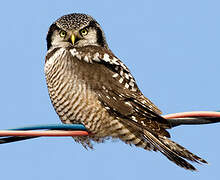 Northern Hawk-Owl