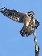 Northern Hawk-Owl