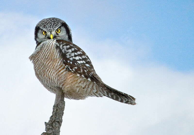 Northern Hawk-Owl