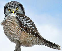 Northern Hawk-Owl