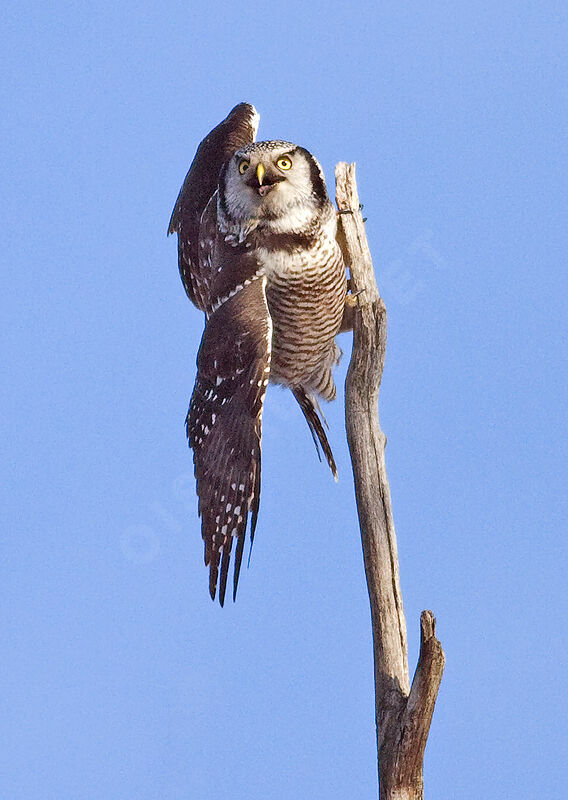 Northern Hawk-Owl, identification, Behaviour