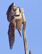 Northern Hawk-Owl