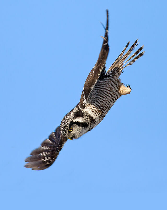 Northern Hawk-Owl, identification, Flight, Behaviour