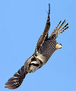 Northern Hawk-Owl