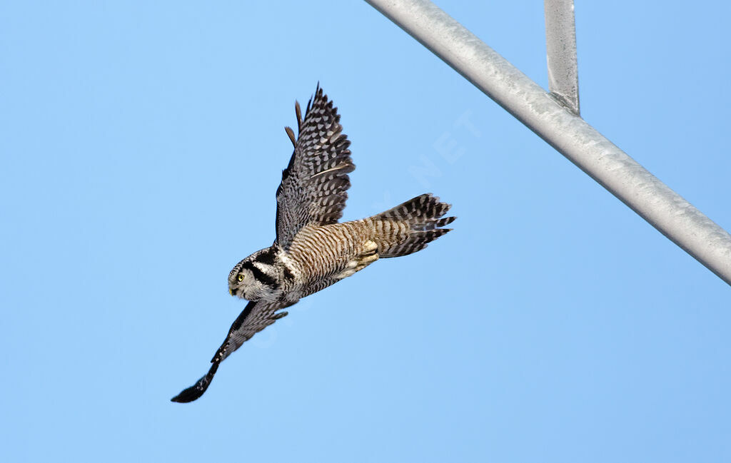 Northern Hawk-Owl