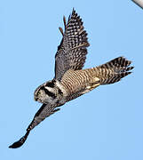 Northern Hawk-Owl