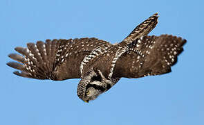 Northern Hawk-Owl