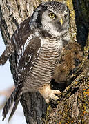 Northern Hawk-Owl