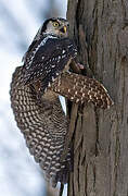 Northern Hawk-Owl