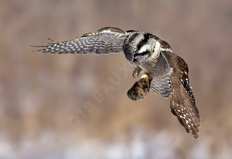 Northern Hawk-Owl, identification, Flight, Behaviour