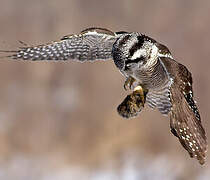 Northern Hawk-Owl