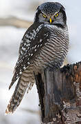 Northern Hawk-Owl