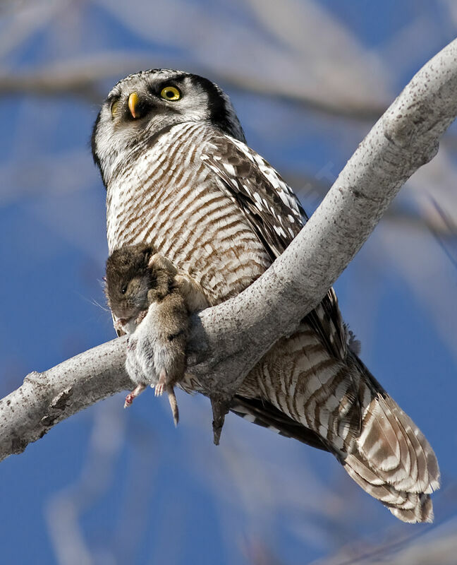 Northern Hawk-Owladult, fishing/hunting, Behaviour