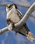 Northern Hawk-Owl