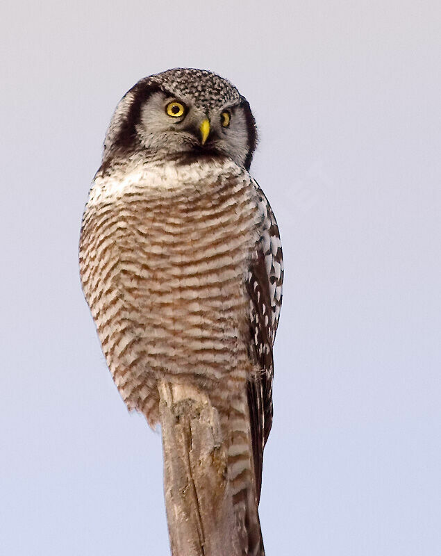 Northern Hawk-Owl