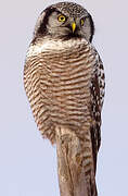 Northern Hawk-Owl