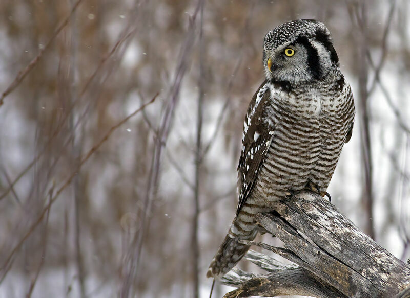 Northern Hawk-Owladult, identification, Behaviour