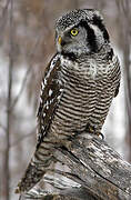 Northern Hawk-Owl