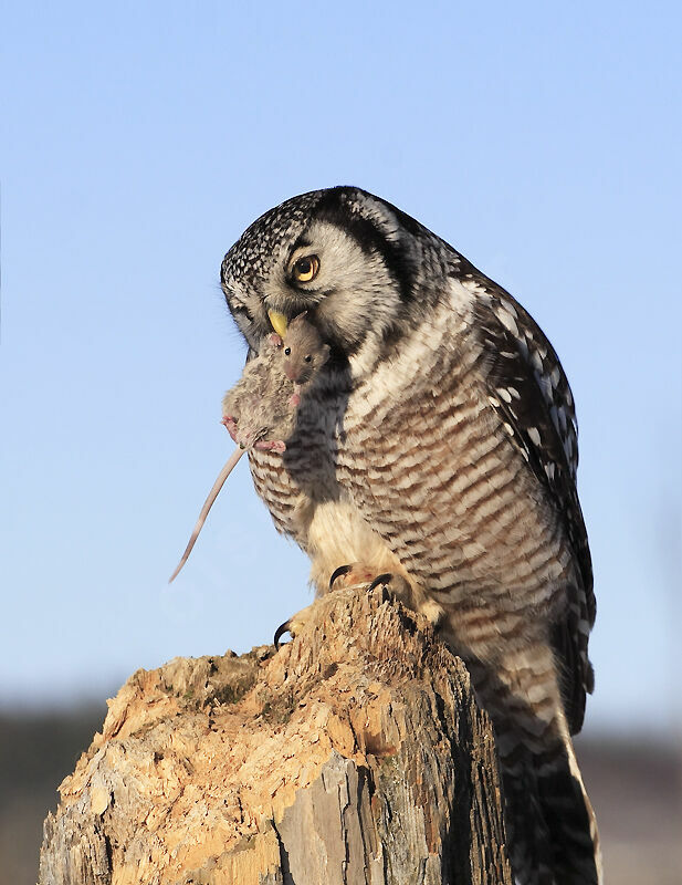 Northern Hawk-Owl