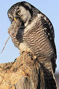 Northern Hawk-Owl