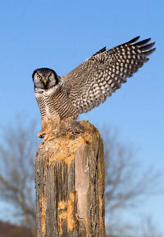 Northern Hawk-Owl