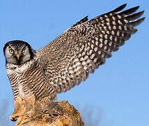 Northern Hawk-Owl