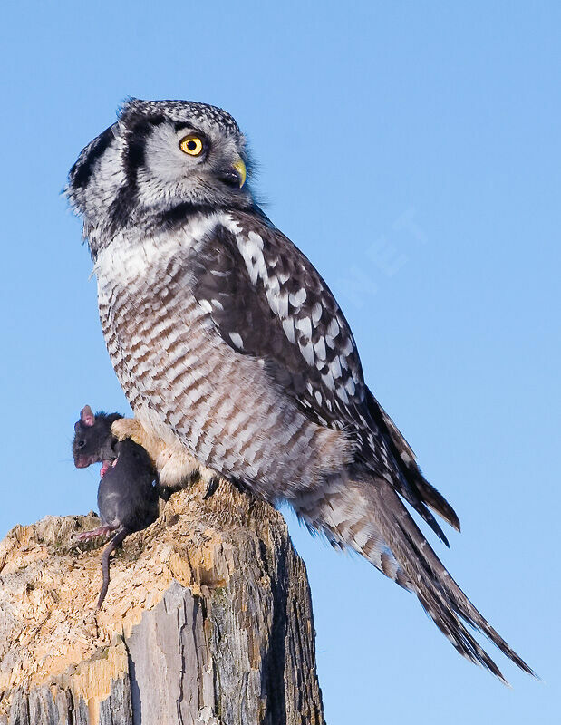 Northern Hawk-Owl