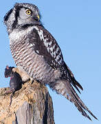 Northern Hawk-Owl