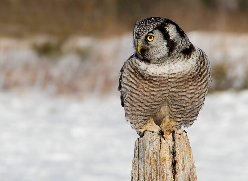 Northern Hawk-Owl