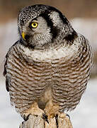 Northern Hawk-Owl