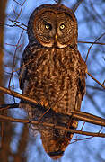 Great Grey Owl