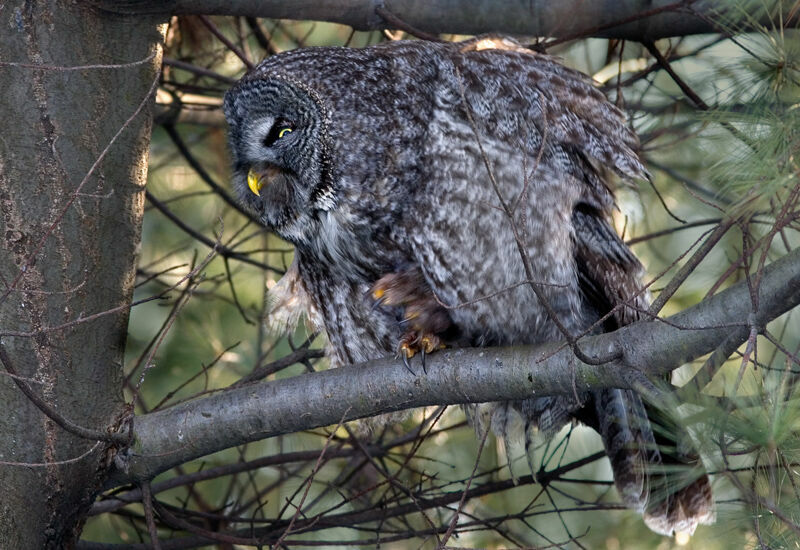 Great Grey Owl