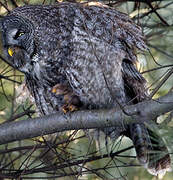 Great Grey Owl