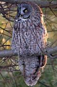 Great Grey Owl