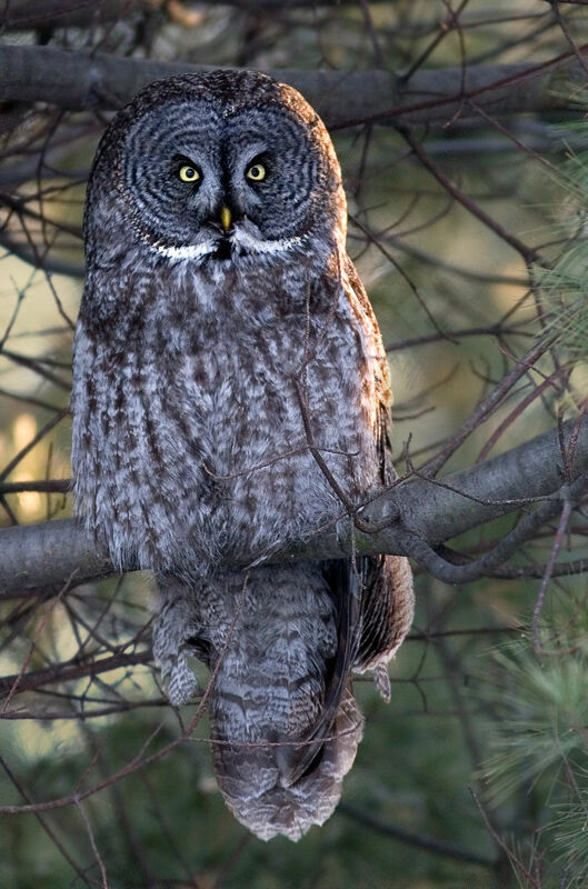 Great Grey Owl