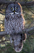 Great Grey Owl