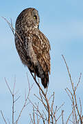 Great Grey Owl