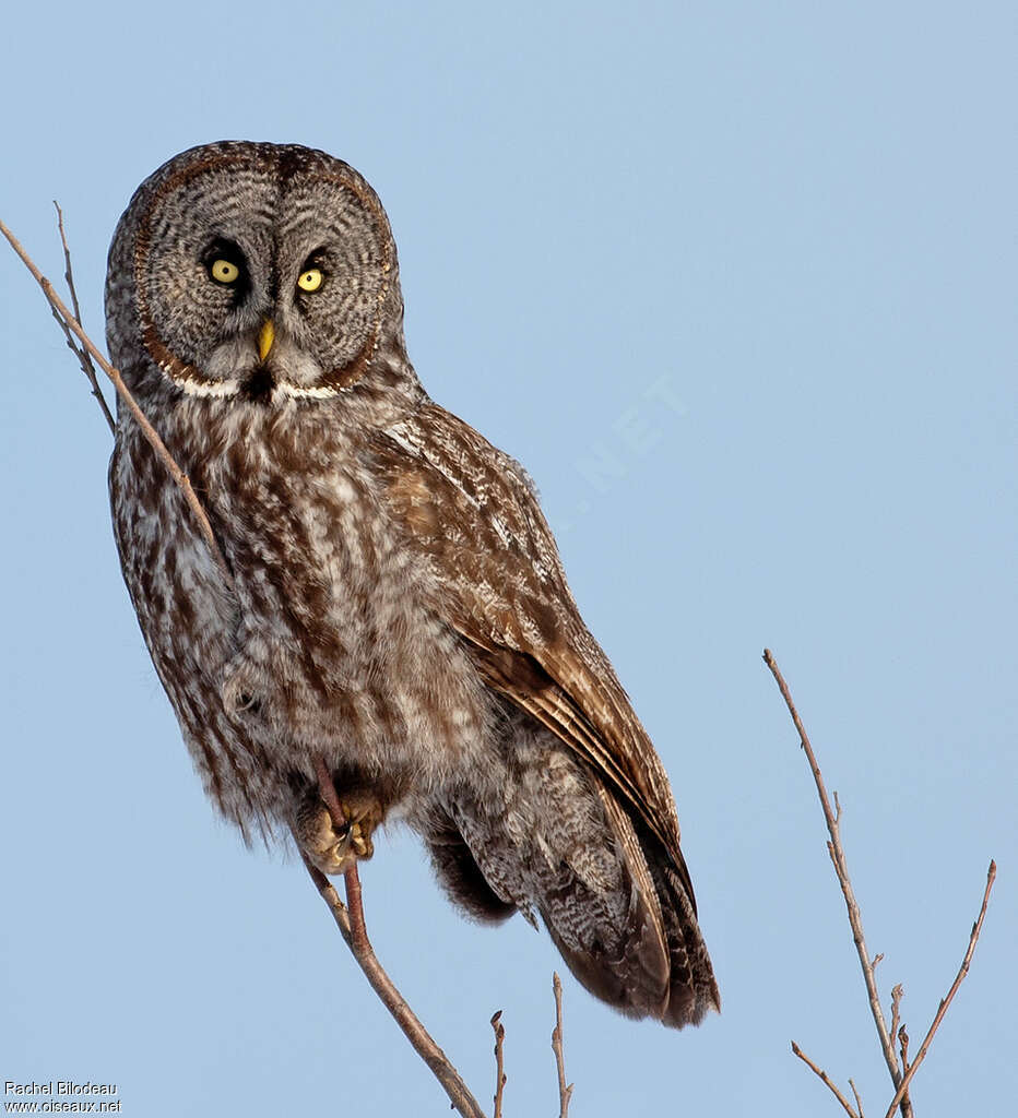 Great Grey Owladult, identification