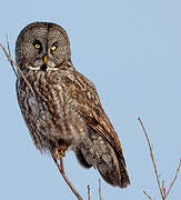 Great Grey Owl