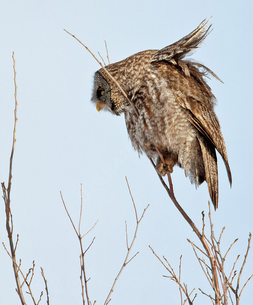 Great Grey Owl