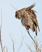 Great Grey Owl