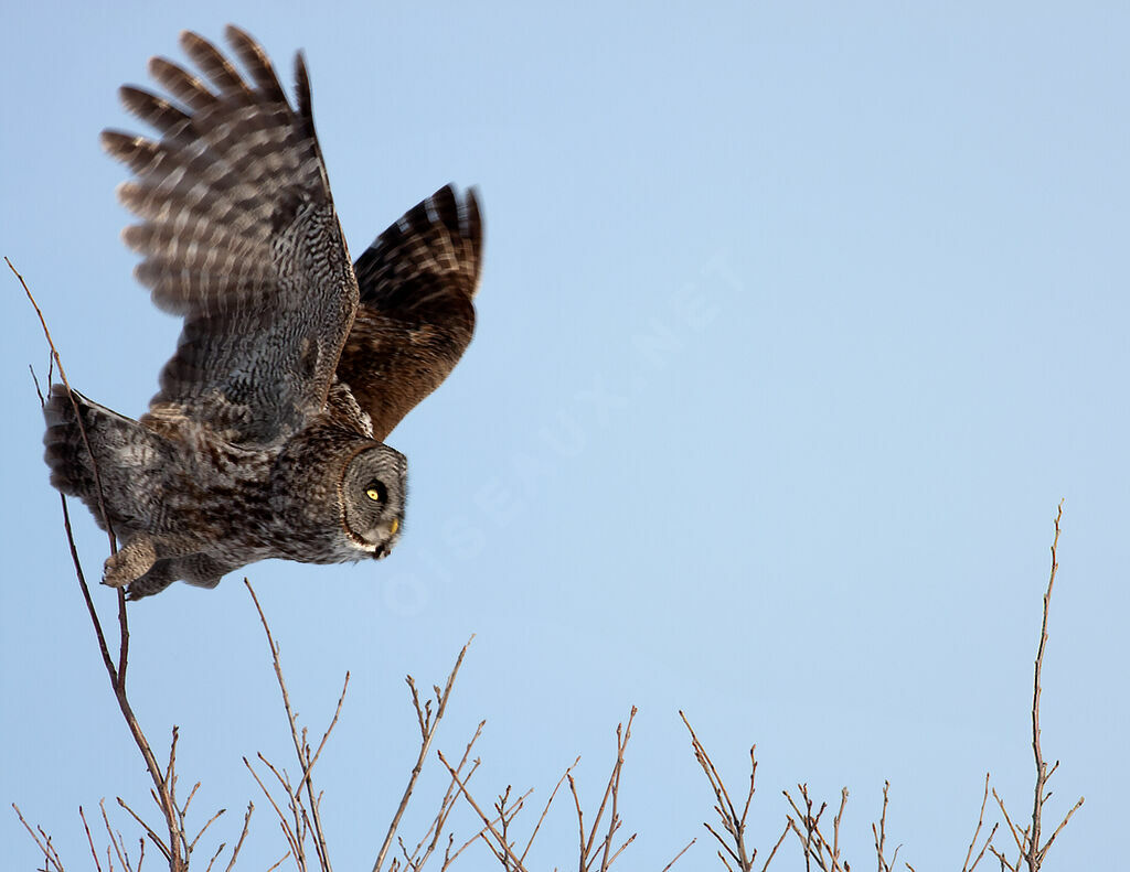 Great Grey Owl